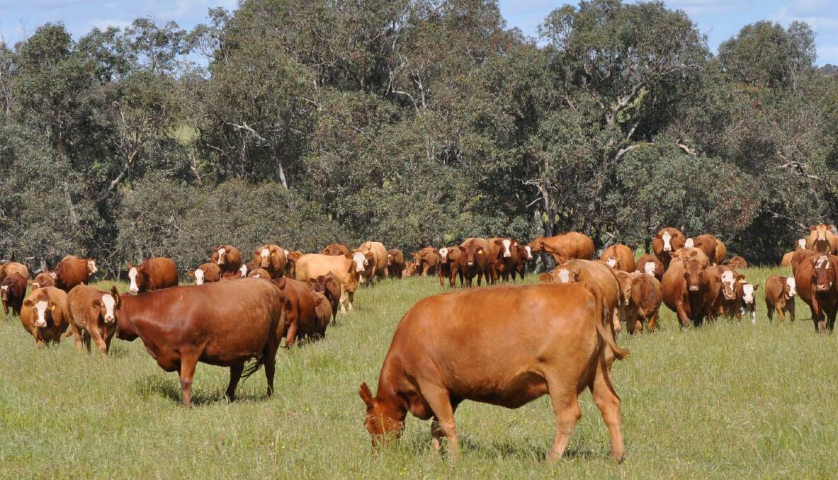 Red Angus/Simmental is a popular cross among cattle breeders. For the first time in history, the two breeds are joining together for one national event. 