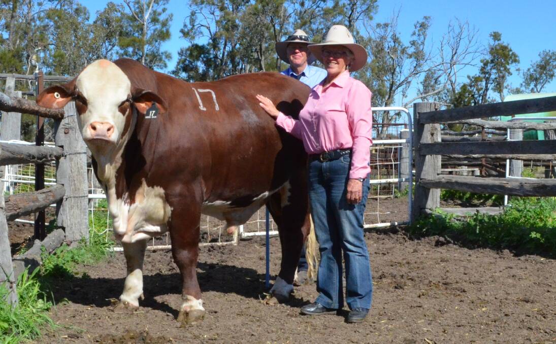 Doug Barnett, Baroma Downs and Anne Bullen, "Brenowen", Narrabri with her new sire, the 816 kg Barooma Downs 362 Parish, purchased for $12,000.