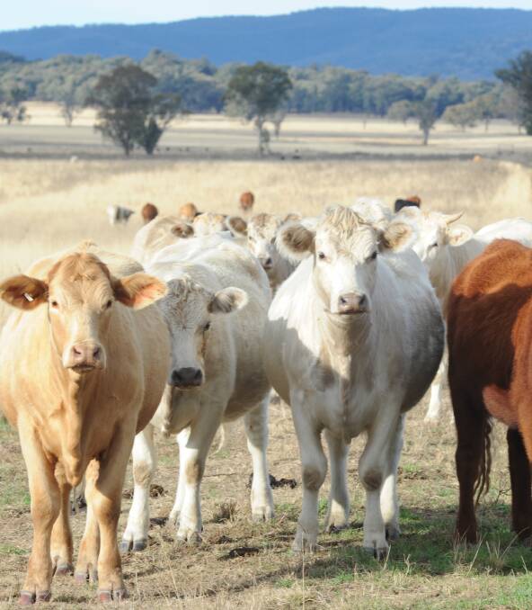 Collin Rex, Charolais Australia, said people in the commercial industry are looking for genetics that will put more performance into their breeding programs. 
