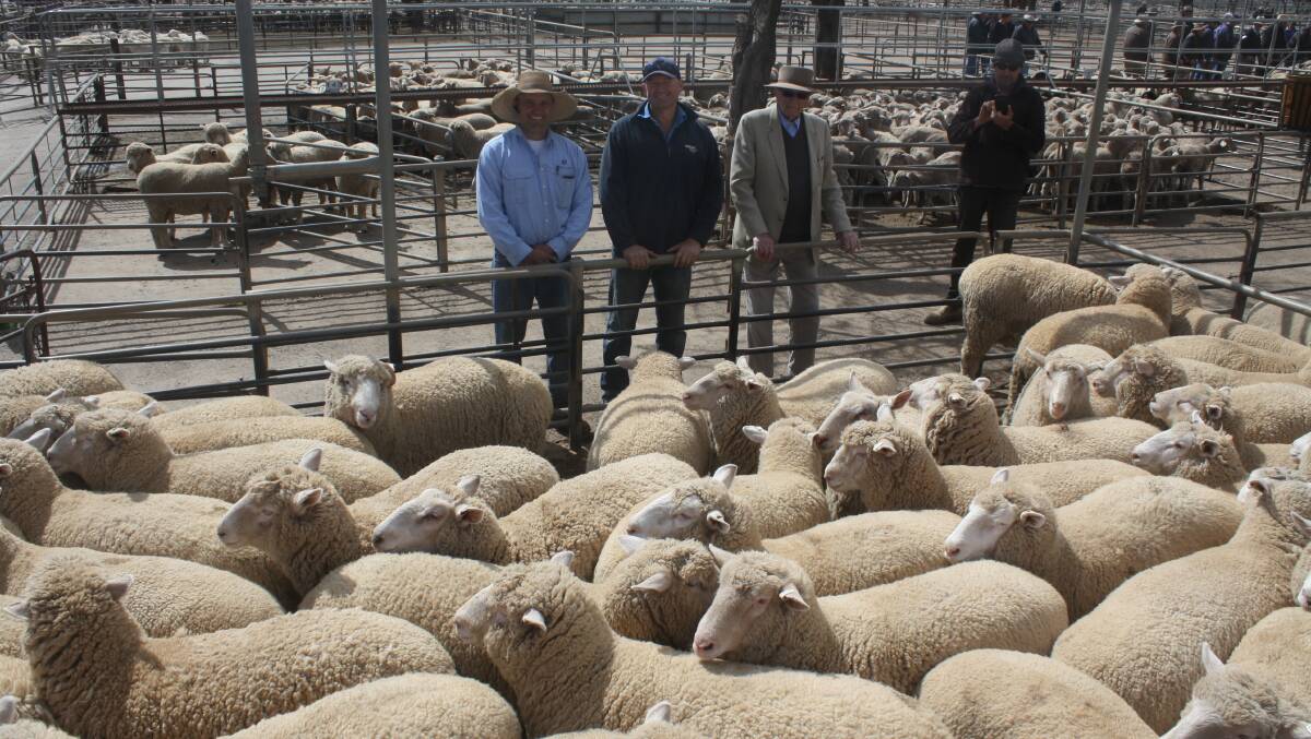 Tim Wiggins, Christie and Hood, Dubbo with Ben and Jack Shanks, Shanks Farms, Dubbo and the record-breaking pen of lambs which sold or $344 a head at today’s Dubbo sheep and lamb sale. Photo by Rebecca Sharpe. 
