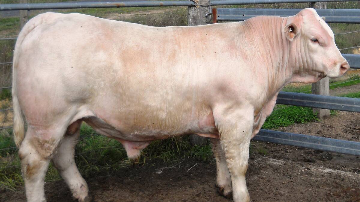 Violet Hills Langston, who was purchased by the Sylvan Farm Trust, Cumnock for $12,500. He was sired by Violet Hills Dane out of Violet Hills H10E. Photo supplied. 