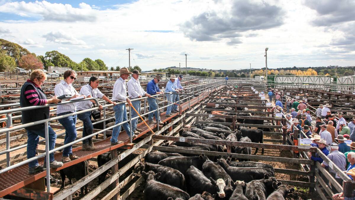 Braidwood weaners topped at $1195 last Friday with prices 10 cents to 40c/kg dearer than the week before. 