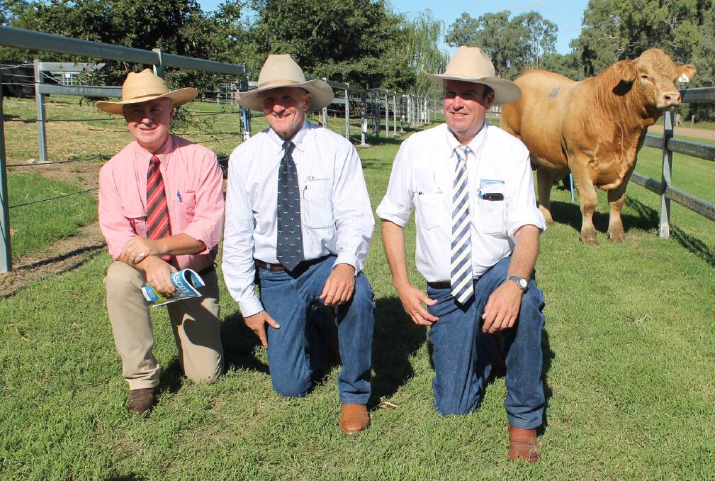 Andrew Meara, Jim Wedge, and auctioneer Paul Dooley with the $18,000 top selling Charolais bull, Ascot Leverage L523E (P) (RF).
