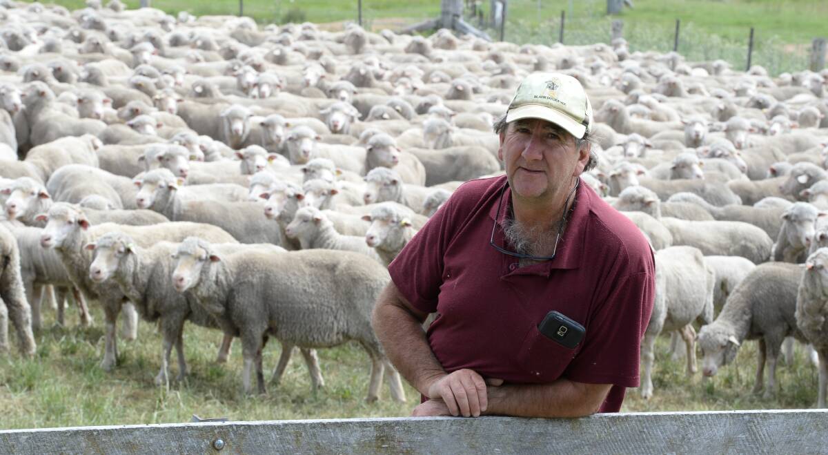 Neil Clayton, "Annaleey", Armidale, pictured with mixed age Alfoxton bred ewes with Alfoxton lambs at foot. 
