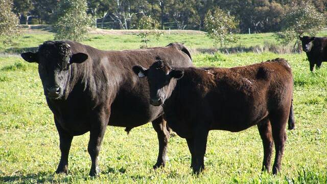 The conference covers three days, May 1 to 3, followed by a two day tour of Wagyu operations in north-east Victoria.