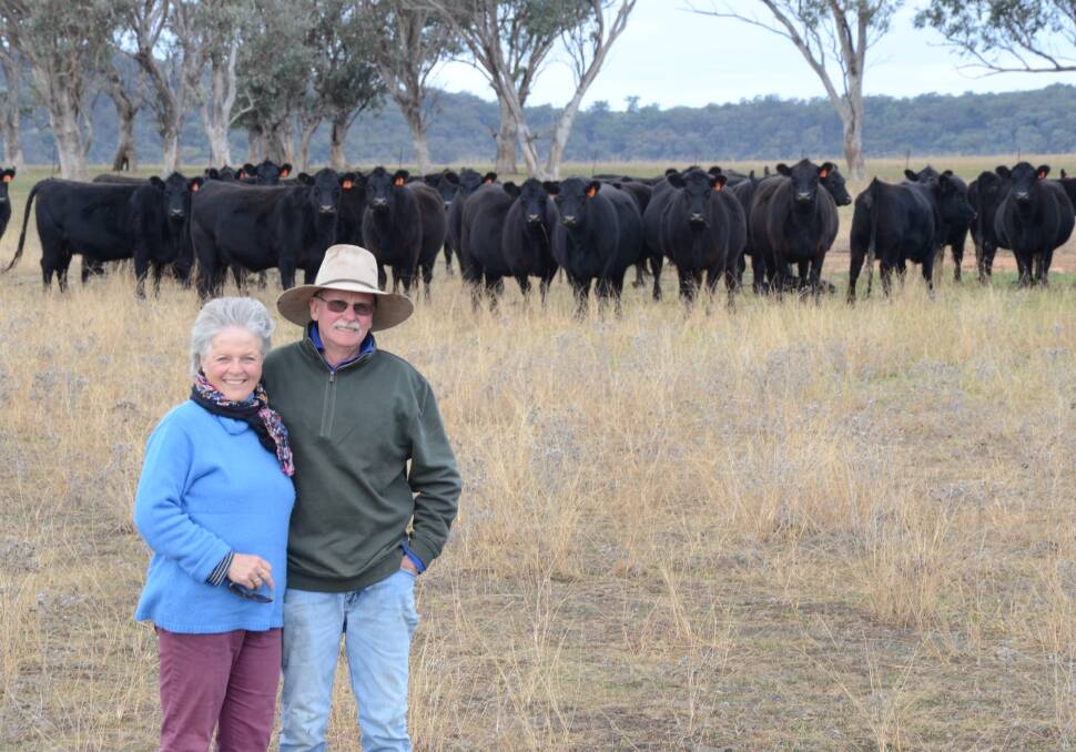 Sue and Geoff Rains with their three year-old heifers about to have their first calves at "Mayfield", Birriwa. After buying 70 heifers from Walgett being progeny of Walcha origin breeders they introduced Millah Murrah bulls in 2014.