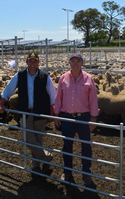 Robert Hain, Cooma, and Tim Schofield, Elders Cooma. Mr Hain sold the top-price pen of 220 first cross ewes for $280 at the Yass first cross ewe sale on Monday. 