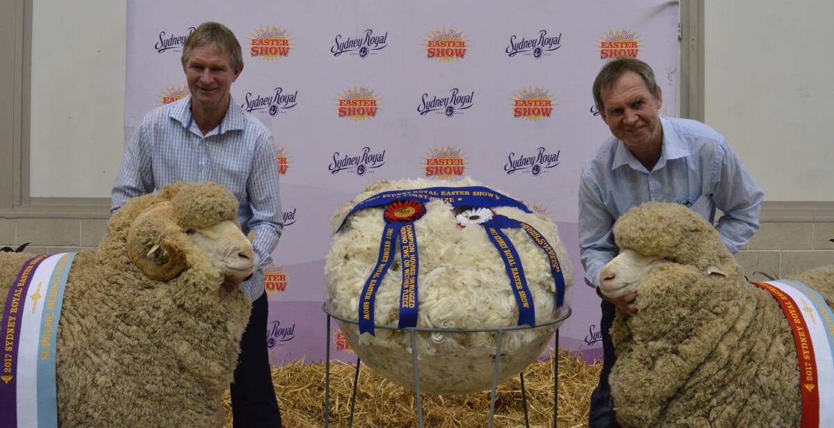 Demondrille stud co-principals, Patrick and Andrew Davis. Patrick holds the supreme Merino exhibit, middle is the grand champion fleece and Andrew holds the supreme Merino ewe exhibit. 