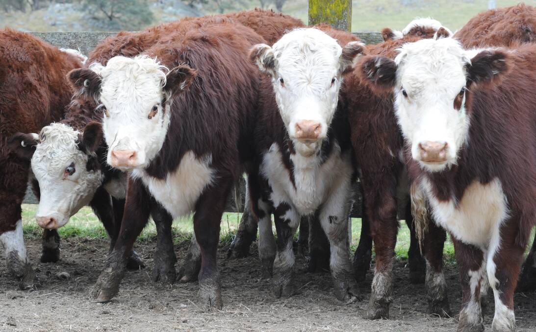 Introducing the Poll Herefords over the herd at "Glenbawn," Gundy, has returned the Hybrid Vigour and manager, Terry Wicks said it has paid off.