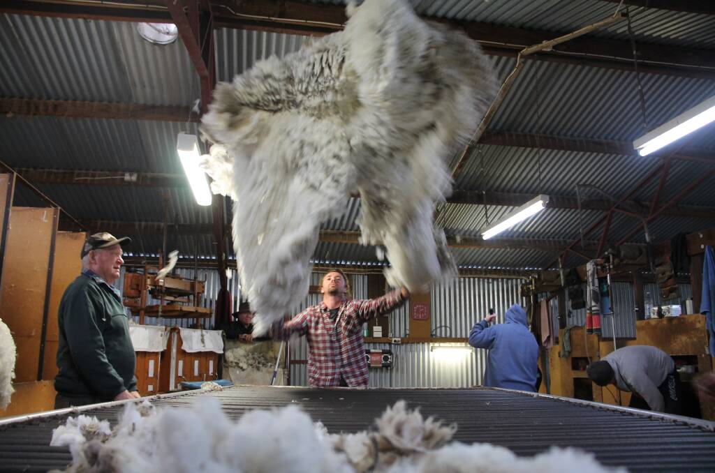 Shearing of all the Merinos takes place at the end of August to be sold in the last week of September. 