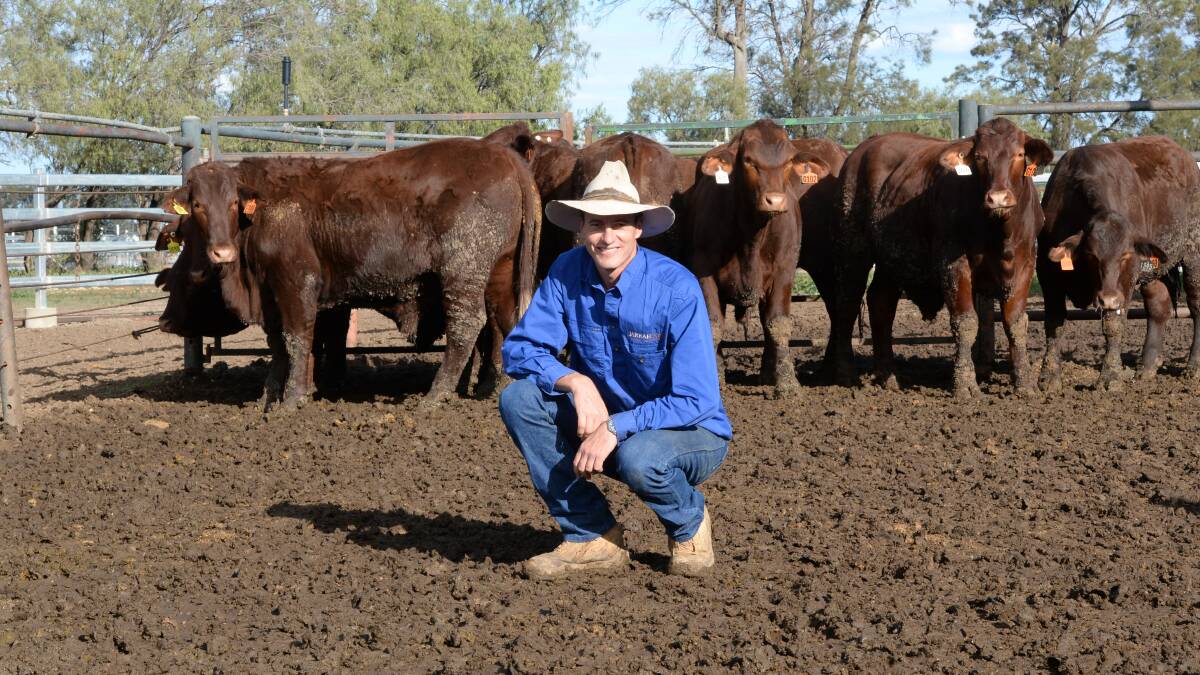 Michael McCue with the Santa Gertrudis steers currently being fed for 105 days at his Wilga Feedlot, Bellata. 