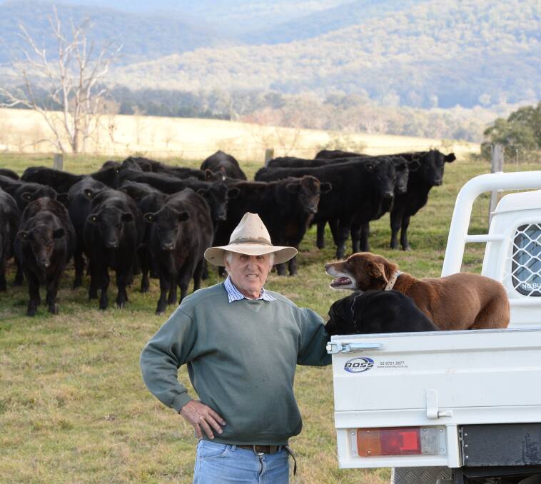David Wirth, "Glengarry", Glen Elgin, and his dogs 'Jack' and 'Blue' pictured with 10-month old weaners from his Angus Black Simmental crossbred herd. 