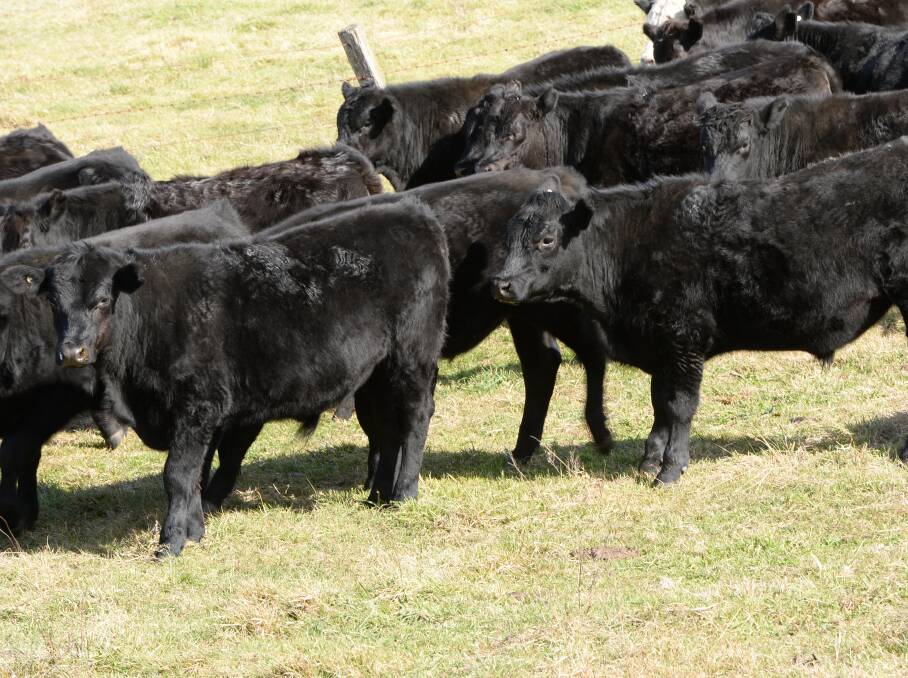Ten-month-old weaners from a crossbred herd at "Glengarry" base grazing improved pasture.