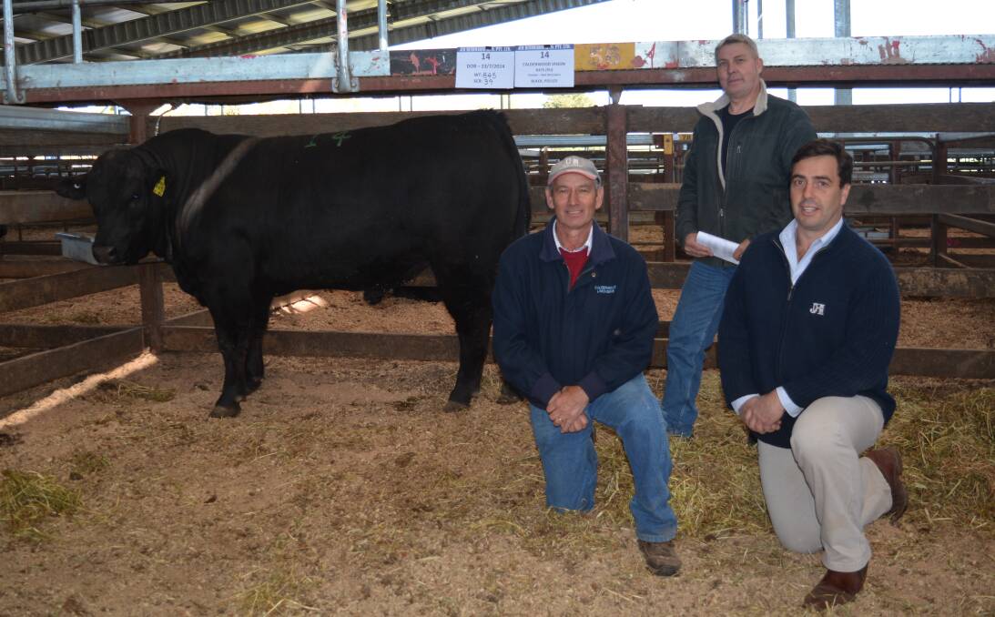 Vendor Neil McCracken, Calderwood Limousin stud, Calderwood; Dane Pumpa, Sutton and Ben Hindmarsh of Jim Hindmarsh and Co., Moss Vale with the second highest priced bull which sold for $7000 to Mr Pumpa. 
