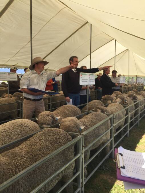 Bogo Merino rams were in demand yesterday, selling 150 to a $1983 average. 