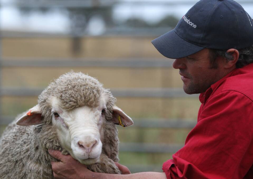 Chad Taylor, Mumblebone Merinos, Wellington, believes in a balance of wool and carcase traits.