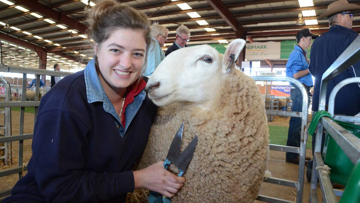 Lucy Parkes, Wellington, evens up the wool of one of her Lynwood Border Leicester stud ewes prior to judging.