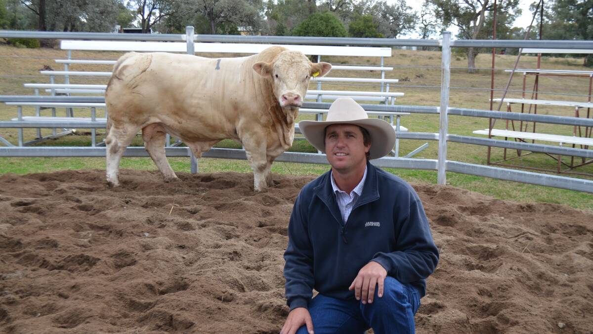 Scott  York, Billa Park  Simmentals, Dulacca with his top priced $32,000 bull called Lucrana Legend (P).