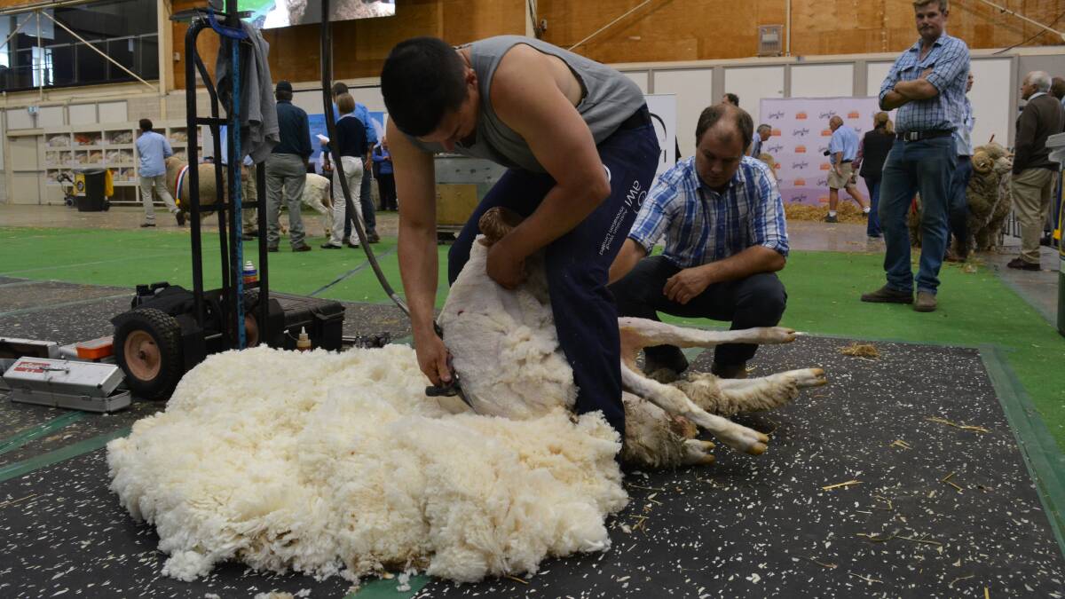 Junior champion ram exhibited by Nerstane stud, Woolbrook, gets shorn during the objective measurement class cutting 12.5 kilograms of wool (skirted).