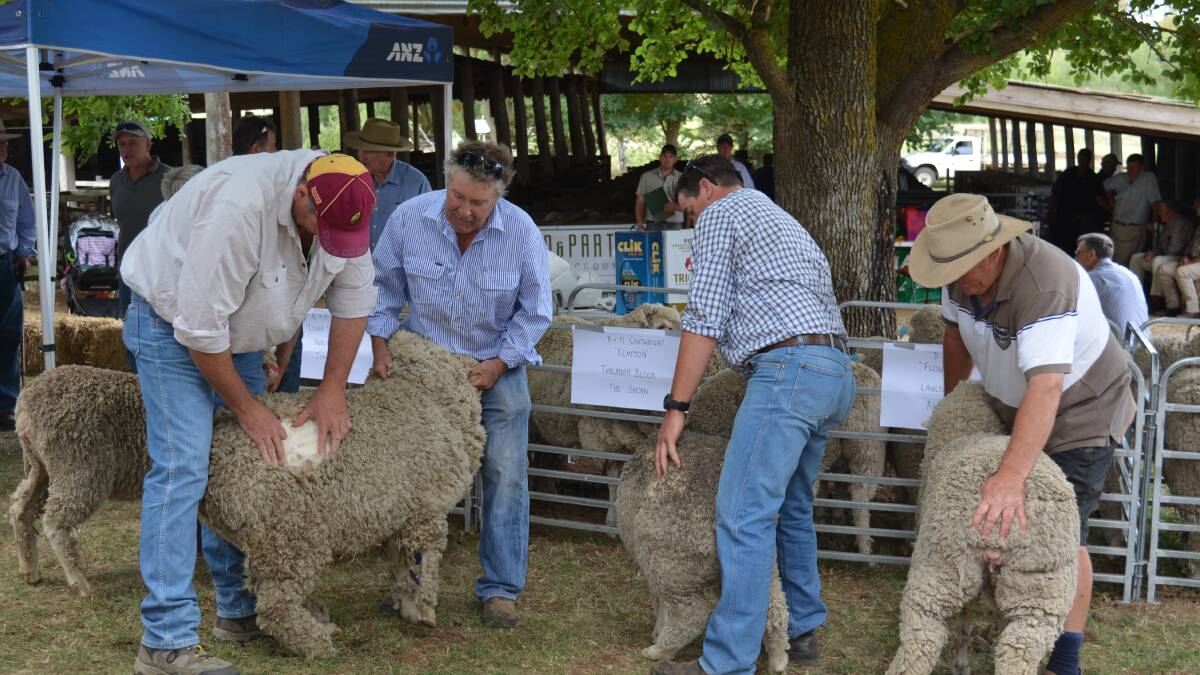 Judging of the best individual long wool ewe in the ANZ Agribusiness Crookwell flock ewe comp. 