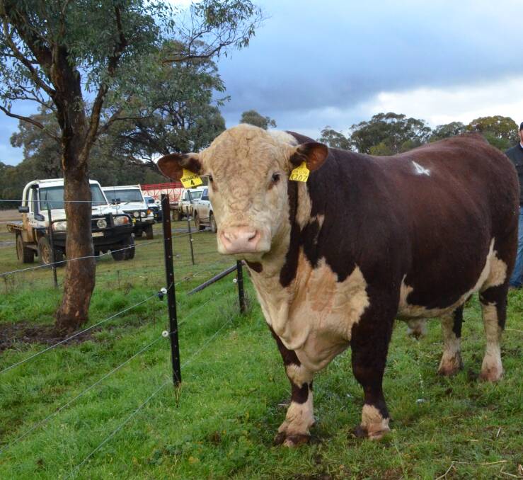 Herefords are sought for their weight for age off grass. 