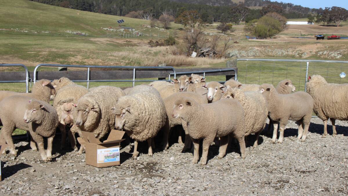 Two years of feeding trials in Goulburn and surrounds of Pro-lamb blocks have shown large improvements in ewe health and may have even played a hand in the rapid growth of lambs.

