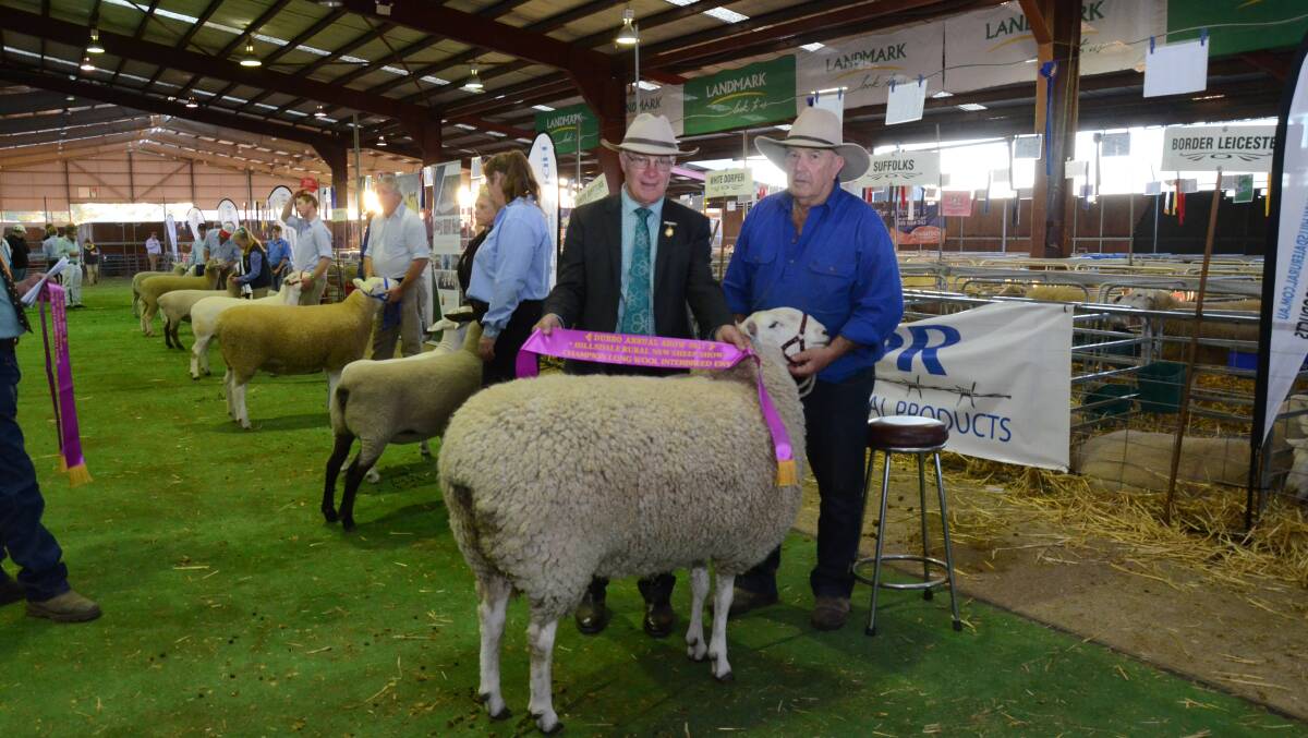 Dubbo Show Society president, Chris Edwards, sashes the long wool interbreed champion ewe, the Border Leicester of Retallack stud, Ariah Park, held and exhibited by Graham Grinter.