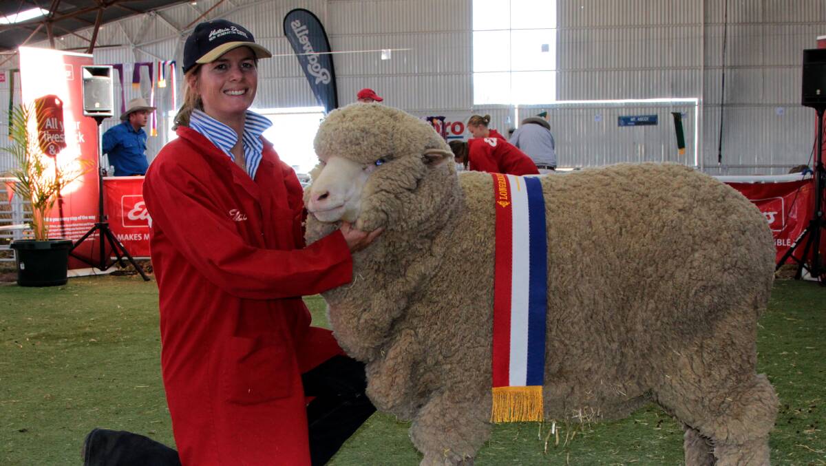State Sheep Show: Catherine Perrett holds Victoria Downs Acorn, the grand champion Merino ewe at the Longreach State Sheep Show in 2016.
