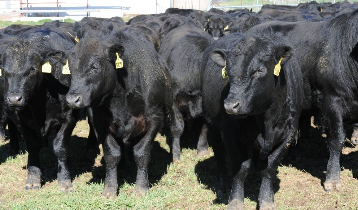 Peter Stevenson, manager of Warrabah Station west of Kingstown, said it literally made 'cents' to buy yearling bulls rather than rising two year-olds. 