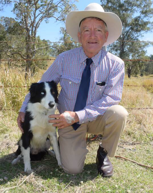 Australian working cattle dog champion Shady Acres Jimmy bred by champion handler Robert Johnston, Casino. Mr Johnston learned the art of dog handling as a young boy.