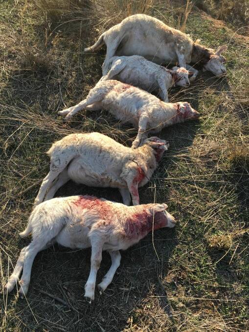 Farmer warns he will shoot sheep-killing dogs if they wander on to his property