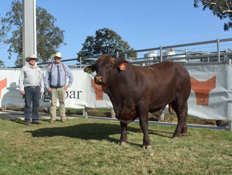 Bill Speed, Brigadoon Cattle Company, Taroom, Queensland, with Yulgilbar stud manager Rob Sinnamon and top priced Yulgilbar Parramatta which sold for $45,000 at Friday's sale.