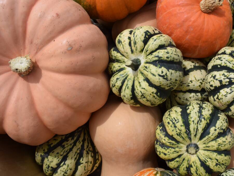 A variety of pumpkins from Stef Zappa's property at Inverell, destined to become part of the Northern District display at this week's Sydney Royal Show.