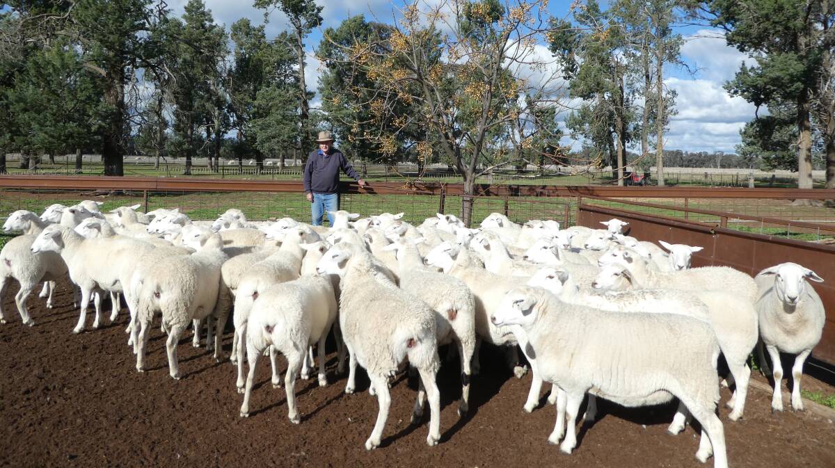 Australian White prime lambs from Col Adler, West Wyalong,has seen growth and early maturity since using Tattykeel rams.  “With our ewe lambs they scan better than 90 per cent conception rate. They’re fantastic."