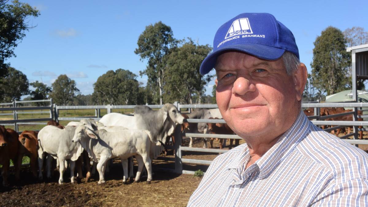 Mogul Brahman stud manager Glen Pfeffer with grey poll sire Token Ferrari, and his first progeny just weaned.  “We’ve been into Breedplan since day one,” Mr Pfeffer said.