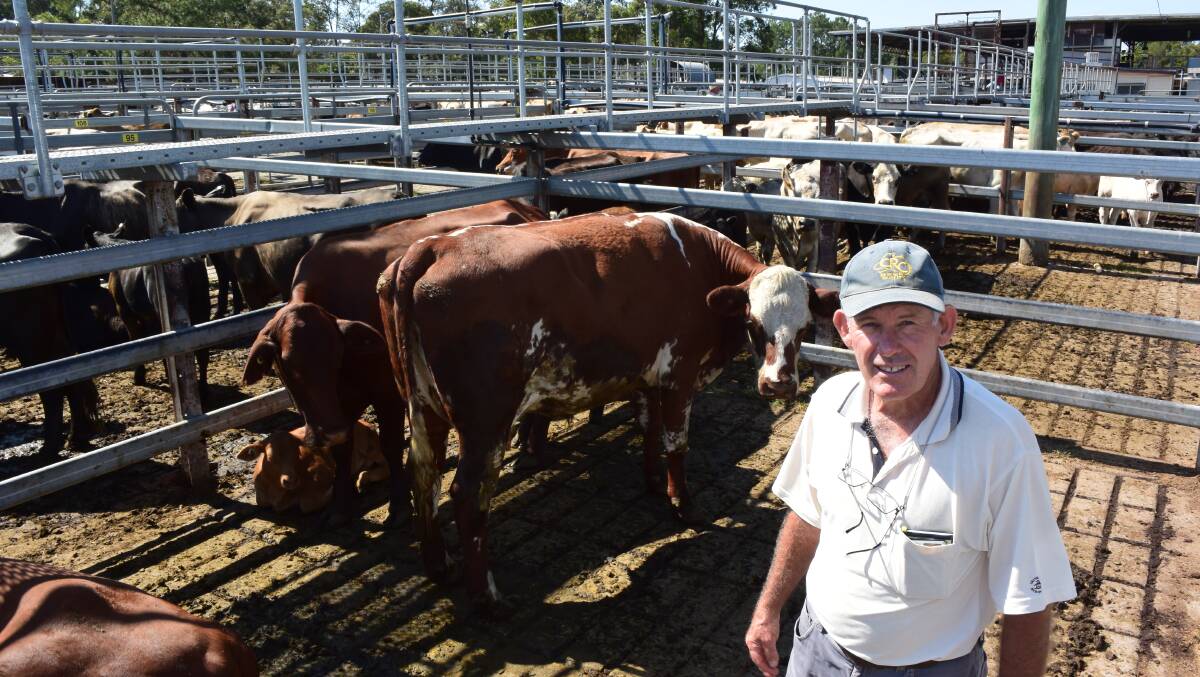Phil Ensby, Lawrence, with Hereford-cross cows that brought $1620 at Grafton last Thursday, where female store cattle sold to a high of $1860.