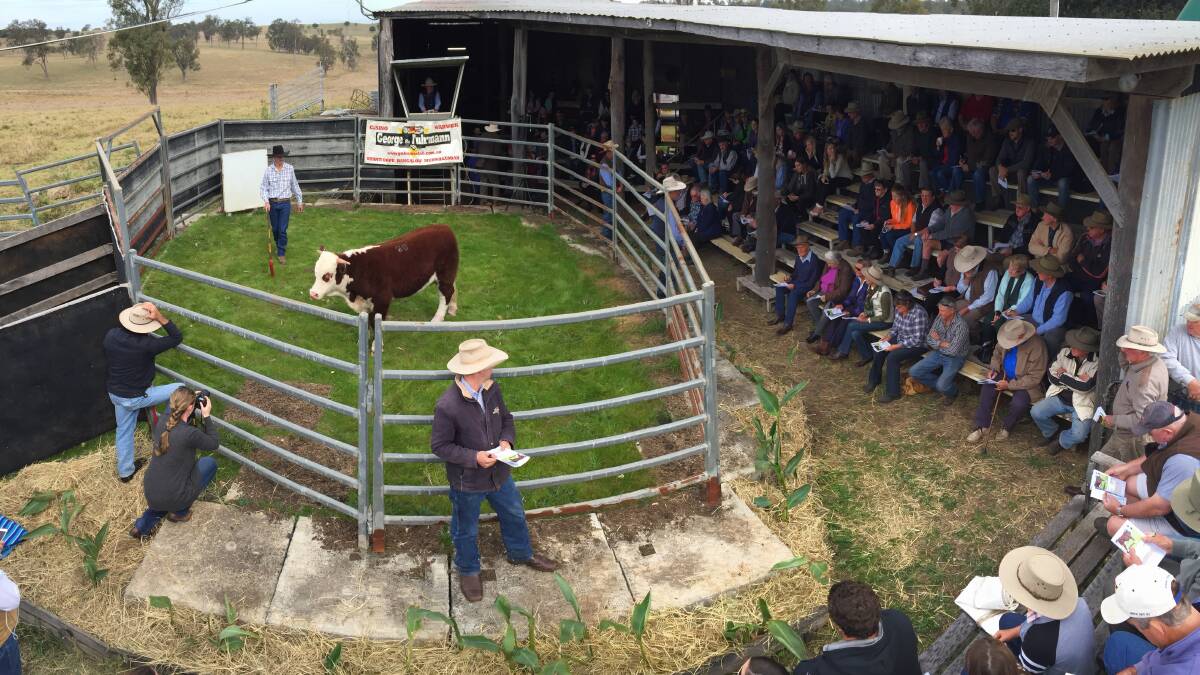 Bidding was reserved at this year's Franco and Parson Hill Hereford Stud sale on Friday, July 15 with 17 of 31 bulls offered sold. This 14 month old bull, Franco Legend L622 attracted bids to $12,000 but failed to reach its $15,000 reserve. 