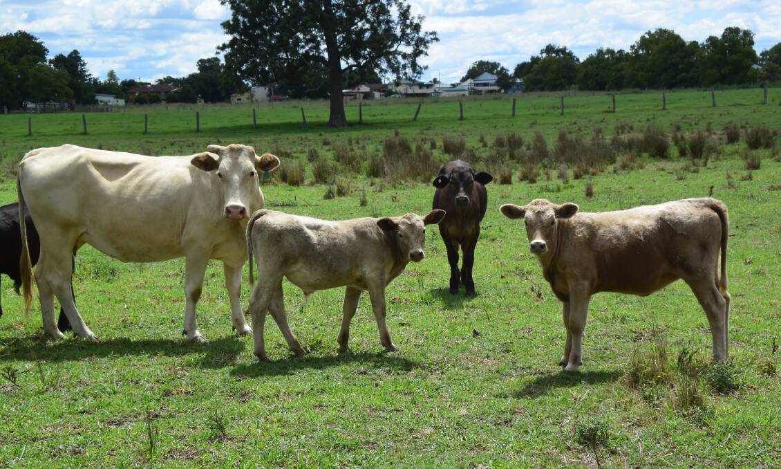 Brahman/ Charolais makes a good breeder that throws marketable calves.