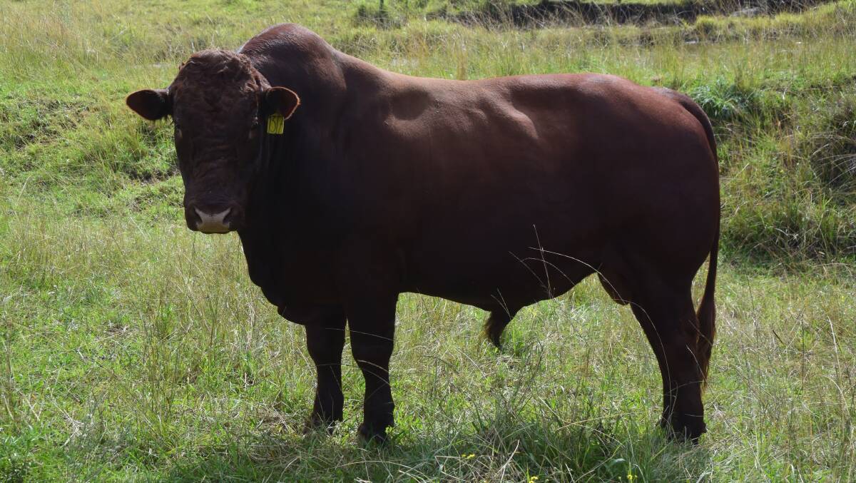 Bonsmara bulls throw fertility and yield into a cross-bred herd.