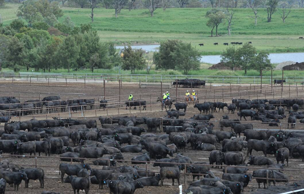 Feedlot cattle checked on horseback at Rangers Valley. Doing right by cattle benefits production, Managing Director Don Mackay told attendees at the rma conference.