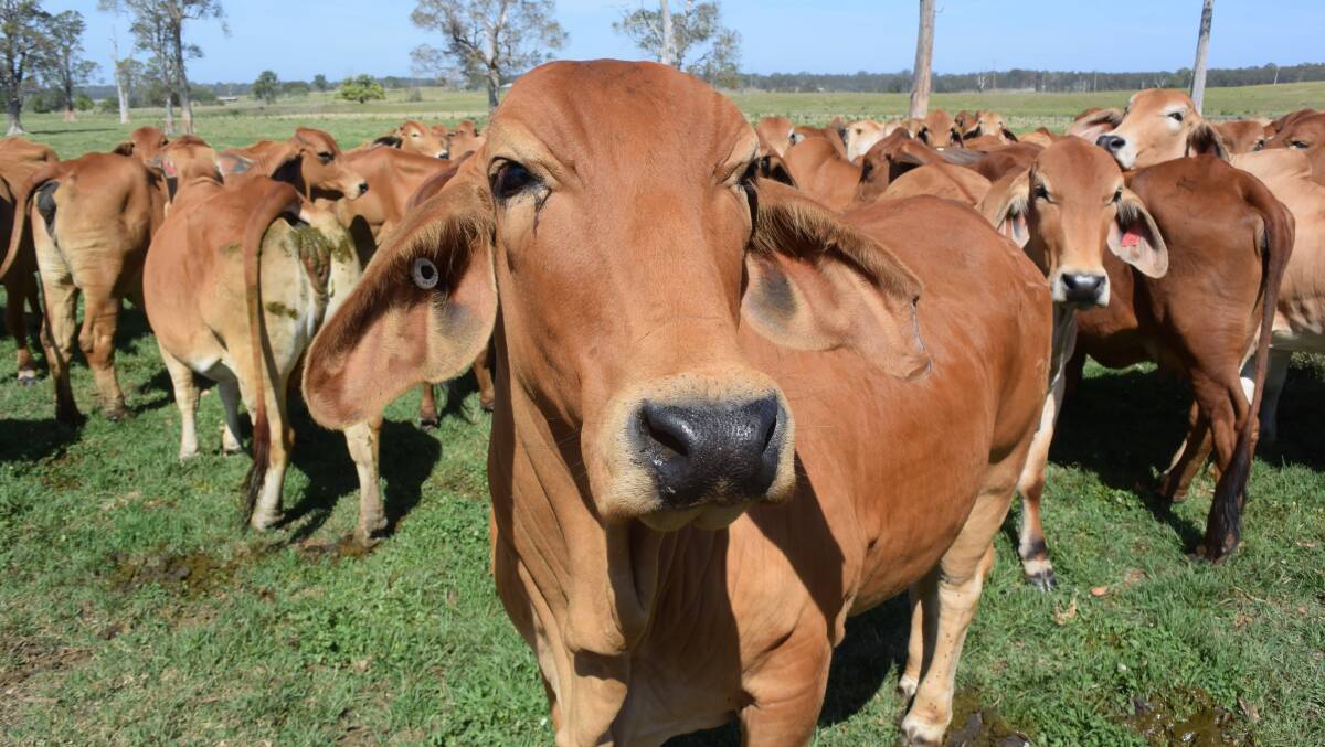  When it comes to genetic testing Brahman is a breed leader, along with Angus of course. But where are the rest? Meanwhile the cost of genetic testing is dropping with breeders increasingly able to take advantage of that.