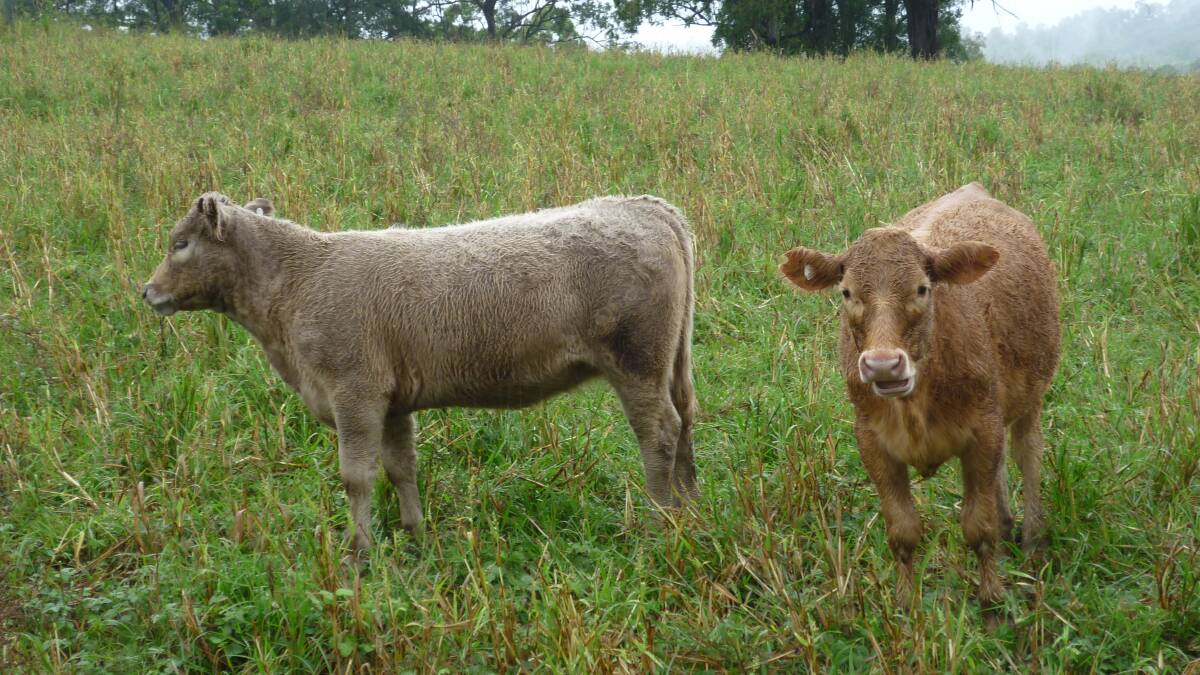 Calves from a diversity of breeds presented with pasture grown holding its own against grain finished vealers.