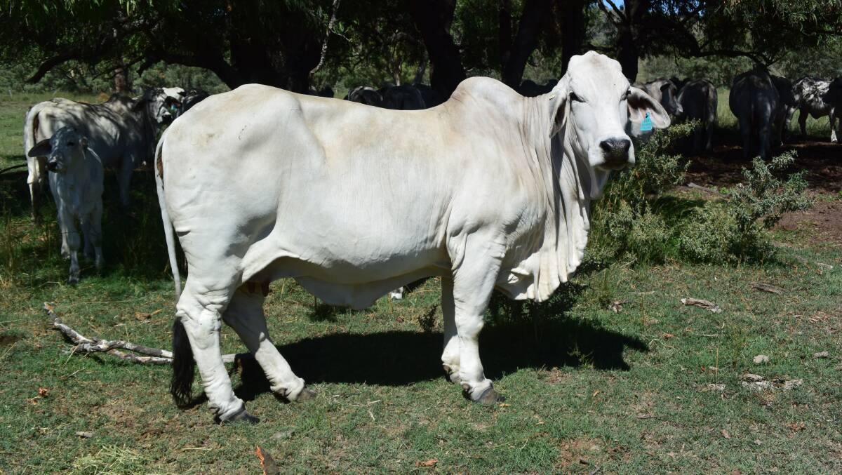 Many of John Claydon's silver Brahman breeders descend from Walla Miss D 637, a daughter to landmark bull Walla Don Gustavo Manso who was top of his class in the 1980s.