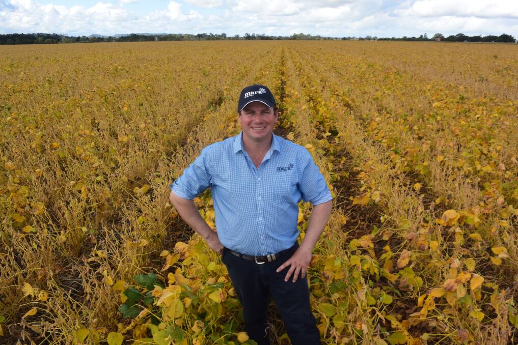 A very even paddock of Hayman variety soybeans during natural leaf fall, ahead of harvest near Casino. Dom Hogg, supply chain manager with Mara Global Foods says the domestic market for quality edible beans remains strong.