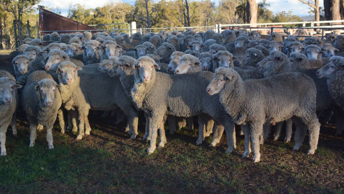 Producers of superfine Merino wool say they have paved the way for the industry to adopt a practice that is improving market demand for Australian product.