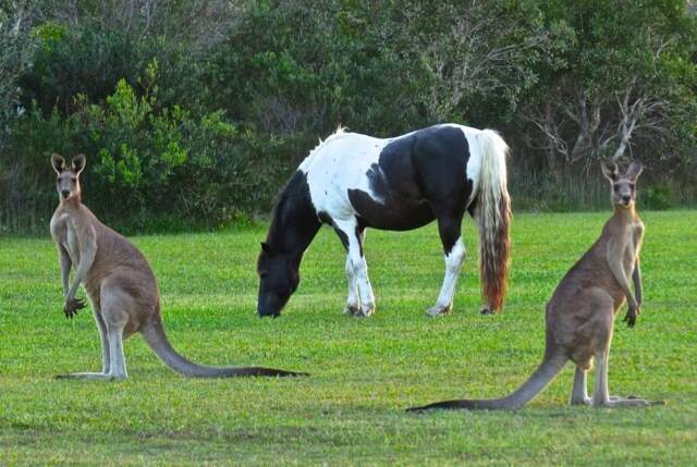 The piebald brumby "Wildfire" was the adopted mascot of the Brooms Head Bowling Club and will remain in the hearts and minds of Clarence coast locals, and visitors, after he was euthanised this week. Picture from Brooms Head Bowling Club's Facebook page.