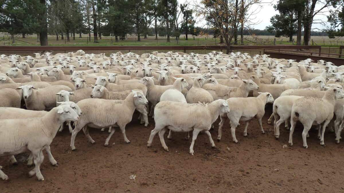 Australian White prime lamb from the Adlers, West Wyalong, who say their main toosl now, since moving away from wool, are the drafting race and scales for weighing progeny. "We have no regrets. Considering our lambing percentages this system more than pays for the loss of wool."