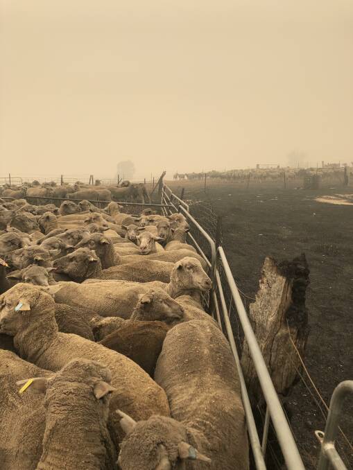 Fodder purchased for livestock affected by fires can now be claimed back under new grant guidelines released by DPI. There are many other categories that qualify.