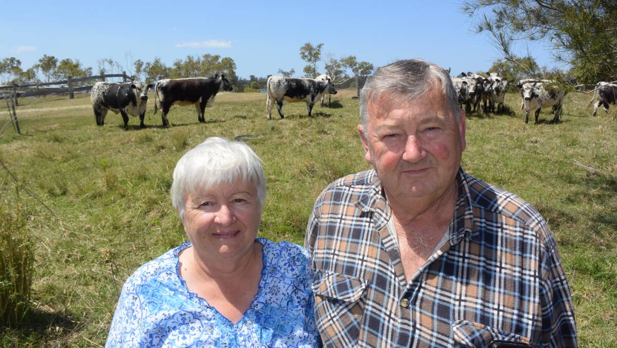Helen and Richard Thompson, recently of Palmers Island via Yamba with some of their new Speckle Park cattle bought for a price that set an Australian record for heifers in calf. The couple had planned on retirement!