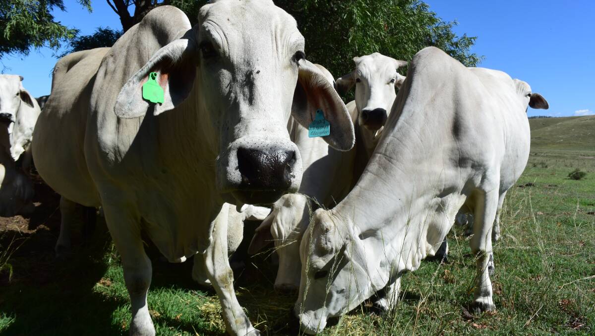 Researchers will start to map the Brahman genome in full beginning next month, with substantial flow-on effects giving new tools to breeders at a fraction of what it would have cost only a few years ago.